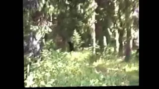 Paul Freeman Sasquatch video. A second Sasquatch.