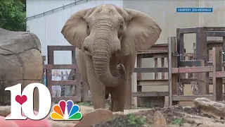 Tonka the Elephant humanely euthanized