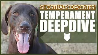 GERMAN SHORTHAIRED POINTER TEMPERAMENT