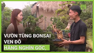 Mục sở thị khu vườn 400m2, hàng nghìn gốc tùng Nhật bonsai | VTC16