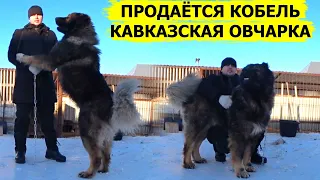 Продаётся Кавказская овчарка кобель Гризли 1 год 2 месяца