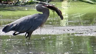 Great Blue Heron Eats Huge Fish