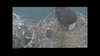 Two Harbors eaglet casts a pellet - 5/6/2021