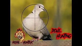 Dove Hunting 2020