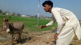 Excellent Samll Amazing man With His Donkey funny video Trick Zone 2021