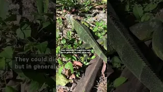 Why Is it Raining Iguanas in Florida?