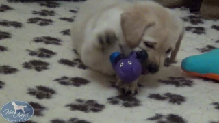 Мальчик c Фиолетовой лентой 6 недель | Щенки лабрадора / Labrador puppies