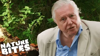 David Attenborough VS Parasitic Fungus! | Nature Bites