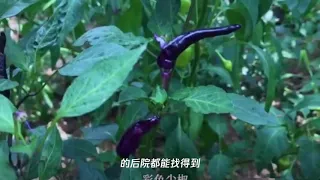 李子柒的后院曝光,看清她种植的食材,网友：向往的生活