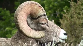 Yellowstone Lamar Valley 2017 Part 1