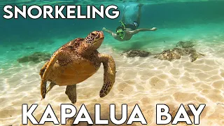 Snorkeling with Turtles at Kapalua Bay | Maui Snorkeling Spots HAWAII | Best places to snorkel
