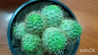 Ребуция (Rebutia) — неприхотливый маленький кактус