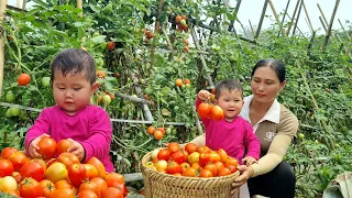 Harvesting tomatoes to sell at the market - how to cook delicious smoked pork