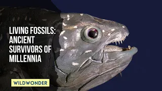 Living Fossils: Ancient Animals That Defy Time