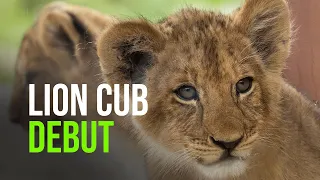 It’s The Mane Event  Lion Cubs Debut At Taronga Zoo Sydney!