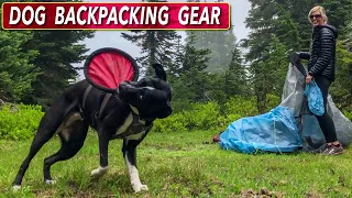 My Favorite Gear For Backpacking With A Dog