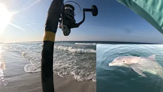 What do you do when a Dolphin 🐬 accidentally picks up your gear?