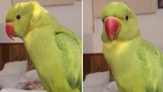 Super cute parrot admits he likes his tickles and cuddles