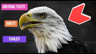 AMUSING FACTS ABOUT EAGLES [HD]