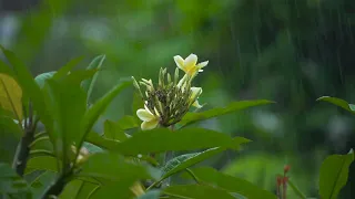 Close Up Shot of Rain Falling On Flower . A close-up shot of rain falling on a flower in Bali.