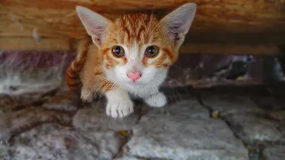 Poor Hungry Kitten Wants Food But is Afraid of Me ( hungry kitten wants food ) lucky paws