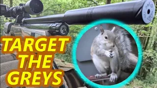 UK Grey Squirrel Shooting - (Sub 12) - Testing My Patience