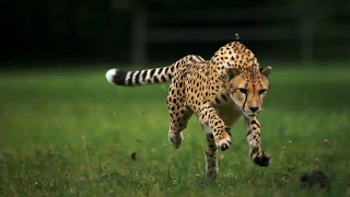 Cheetah Running In Slow Motion