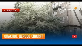 Опасное дерево спилят