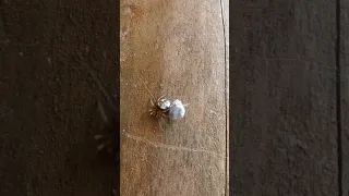 A spider is wrapping its food