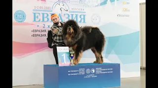 Евразия 2021 первый тревел в этом году. Москва ринг Тибетский мастифов.