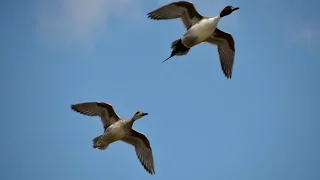 Hunting Waterfowl on Small Water