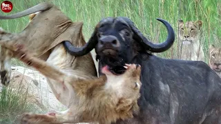 Unlucky Lion Was Attacked by Buffalo - Harsh Life of The Wild Animals