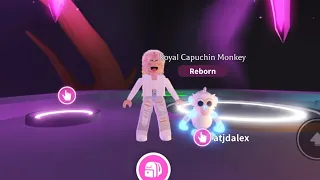 Making all Neon Capuchin Monkey showing them off. Royal, preppy, princess, ghost pirate, inmate. ￼