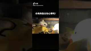 Tik Tok Chó phốc sóc mini Funny and Cute Pomeranian Videos #116