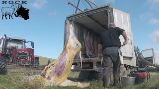 New Zealand homekill cattle (spare truck)