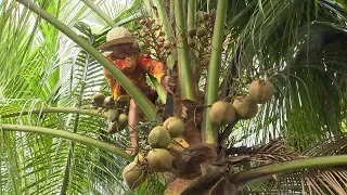 NGƯỜI PHỤ NỮ 60 TUỔI, SỐNG BẰNG NGHỀ TRÈO DỪA | VTV24