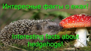 Интересные факты о ежах! Interesting facts about hedgehogs!