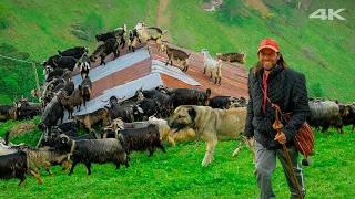 Dağların Kralı - Göç Macerası | Belgesel