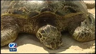 Injured turtle dies after rescue in Waikiki