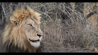 Will the Orpen Male Lions Take Over the Mbiri Pride? | On the Beat in the Manyeleti # 98