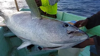 MONSTER YELLOWFIN TUNA AMAZING FISHING VIDEOS