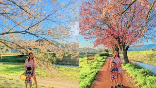 Part 2 Site seeing Cherry Blossom and Tulips in Waterfall Yasaka
