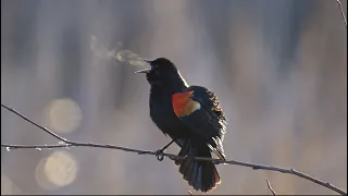 Red-winged Blackbird Displaying Frosty Breath