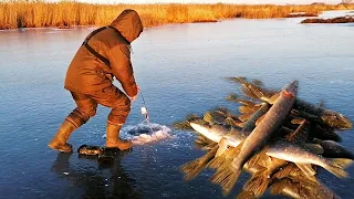 Рыбалка🎣 РАЗДАЧА Щуки на ЖЕРЛИЦЫ! Лучшая Зимняя рыбалка в НОВОМ МЕСТЕ🔥