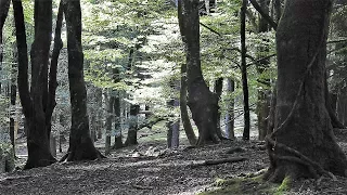 Artikutxa-The Basque Country Forest