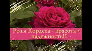 Розы Кордеса - красота и надежность!