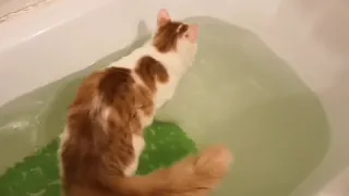 Турецкий ван. Кот купается с Агатой/Turkish van. Cat Bathing with Agatha