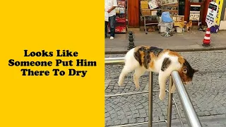50 Cats That Fell Asleep In The Weirdest Places - Funny cat