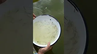 black tiger shrimp seed