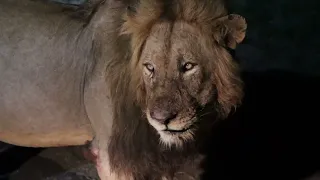 Ncila and Mandevu Tintswalo having a feast. Hungry Lionesses waiting to get the leftovers.